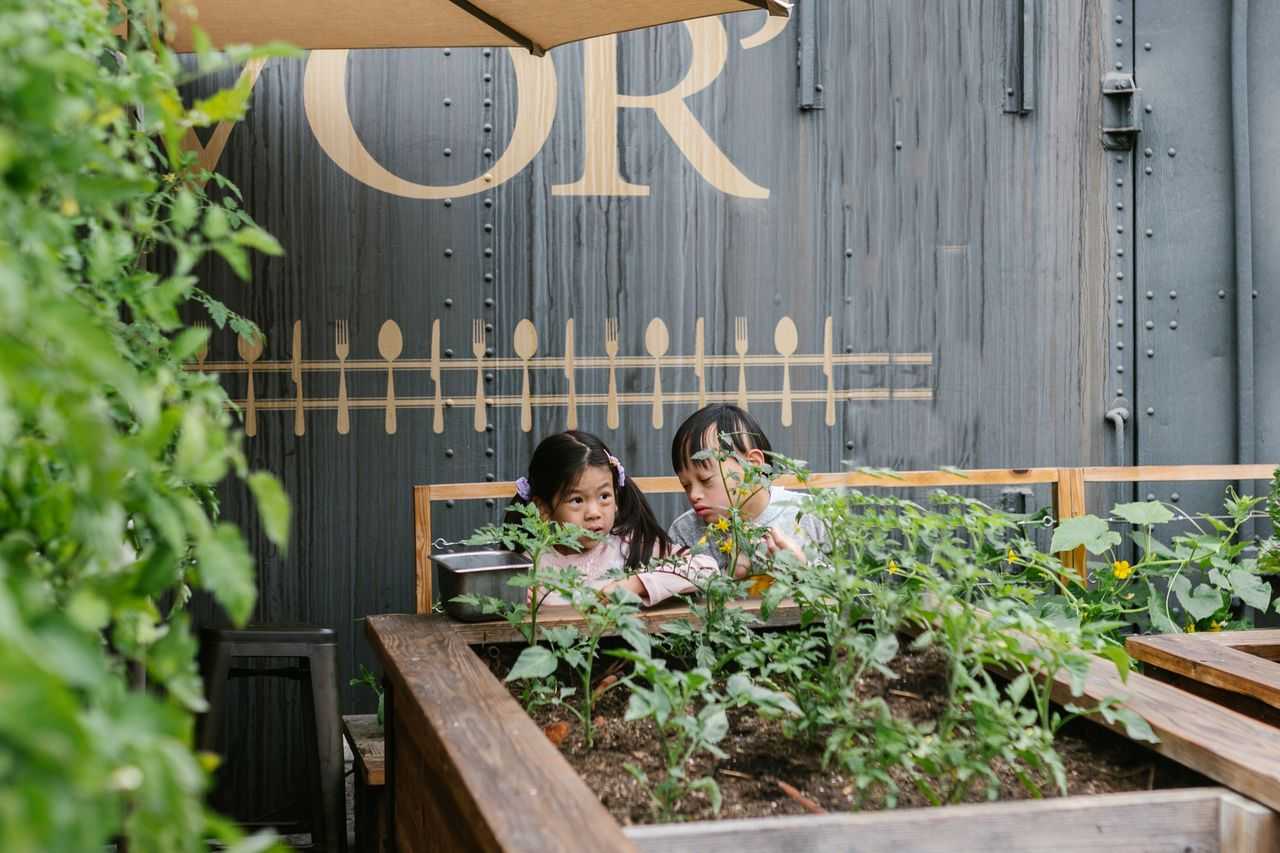 Créer un potager surélevé pour débutants