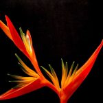 Prendre soin des orchidées