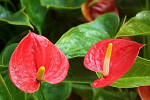 Décoration plantes d'intérieur anthurium