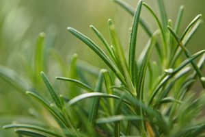 Quelle est la durée de vie du romarin ?