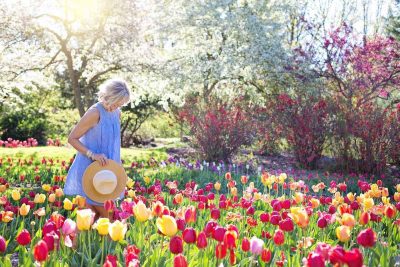 Plantes à fleurs pour un jardin ensoleillé