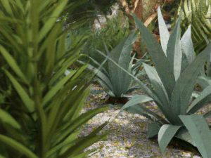 Plante résistant à la chaleur : Agave