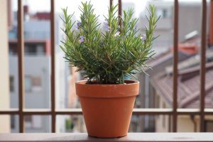 Planter du romarin en pot sur un balcon