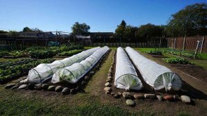 Comment protéger votre jardin en hiver