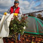 Comment protéger votre jardin en hiver
