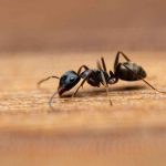 Fourmis dans la maison : comment stopper l’invasion