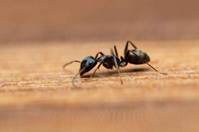 Fourmis dans la maison : comment stopper l’invasion