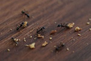 Pourquoi les fourmis envahissent-elles votre maison