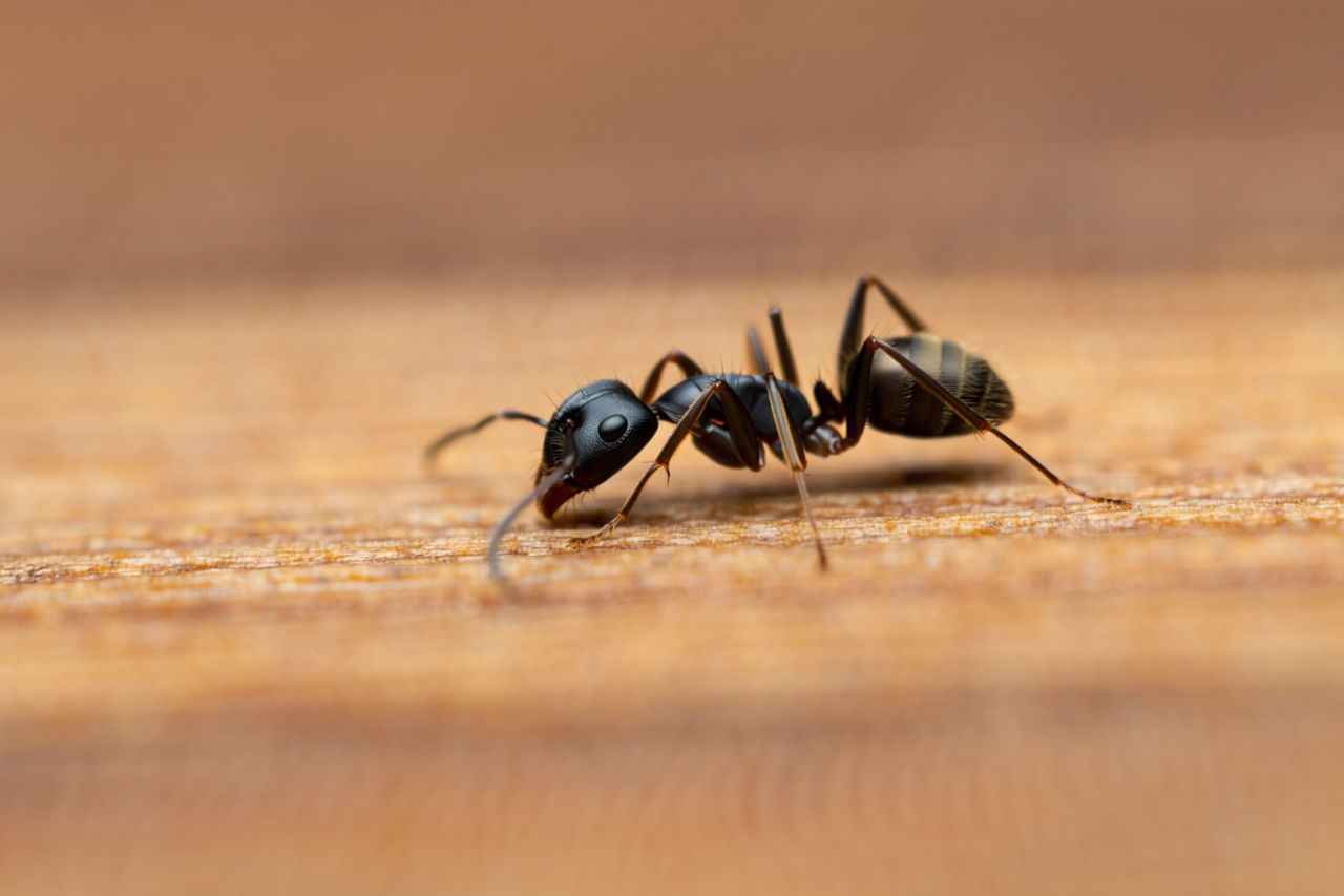 Fourmis dans la maison : comment stopper l’invasion