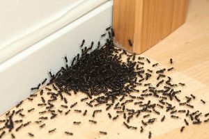 Infestation de fourmis