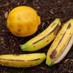 Fertilisez votre potager avec des peaux de banane recyclées