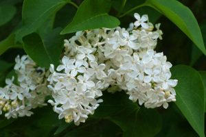 Lilas japonais pour votre jardin