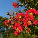 Lilas du Japon : Un choix audacieux pour sublimer votre jardin