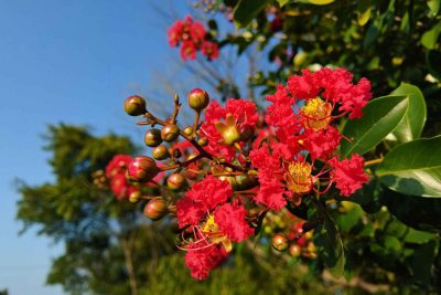 Lilas du Japon : Un choix audacieux pour sublimer votre jardin
