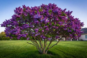 Le lilas japonais fleurit chaque année