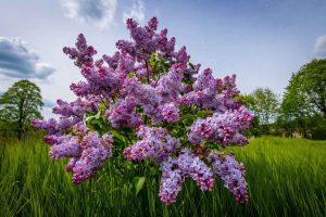 Lilas du Japon pour votre jardin