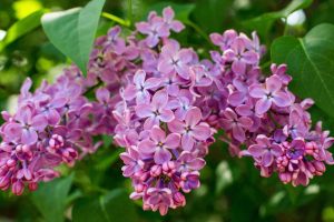 Lilas japonais 
