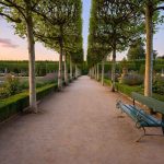 Le bouleau : un arbre fascinant pour embellir votre jardin
