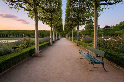 Le bouleau : un arbre fascinant pour embellir votre jardin