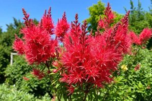 Nandina domestica 'Gulf Stream'