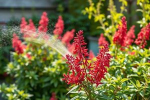 Nandina domestica le bambou céleste