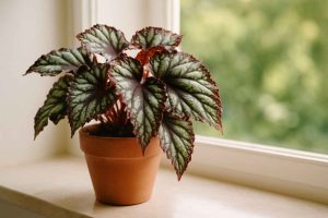 Toutes les sortes de bégonia : le bégonia rex