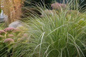 Zoom sur le feuillage fin du miscanthus gracillimus dans un jardin paysager