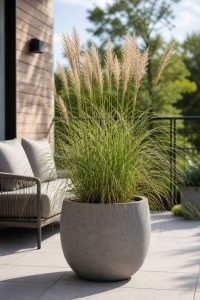 Miscanthus en pot sur une terrasse moderne pour décoration extérieure naturelle