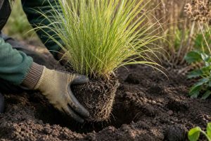 Plantation du miscanthus sinensis avec un jardinier mettant en terre la plante