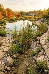 Zone de filtration naturelle avec plantes aquatiques pour piscine biologique