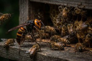 Le frelon asiatique, un prédateur redoutable pour les abeilles. Comment protéger vos ruches ?
