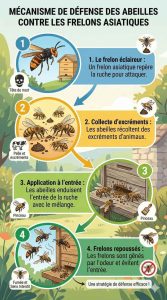 Infographie : Comment les abeilles se défendent-elles contre les frelons asiatiques ? Découvrez leur stratégie en 4 étapes !