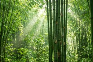 La croissance rapide du bambou en fait la plante la plus écologique pour concevoir nos objets du quotidien. Apprenez-en plus sur ses secrets