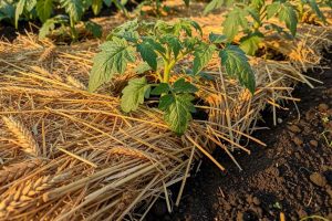 Découvrez quel matériau choisir pour le paillage de votre potager. Astuces pour utiliser la paille, le lin et le foin afin de protéger vos légumes de la chaleur